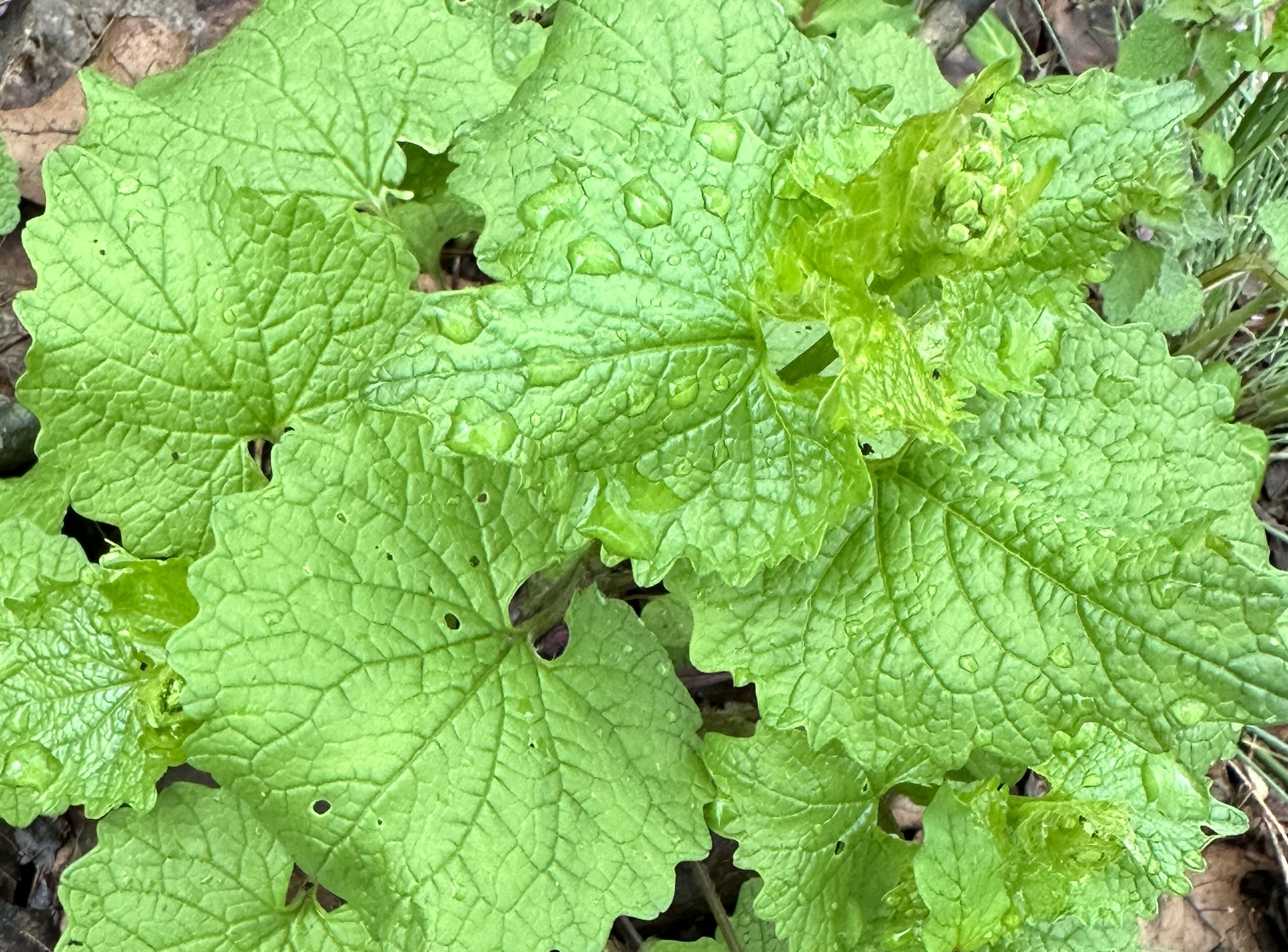 green rosette of garlic mustard with raindrops on leaves